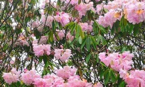 井岡山三日游最佳路線一