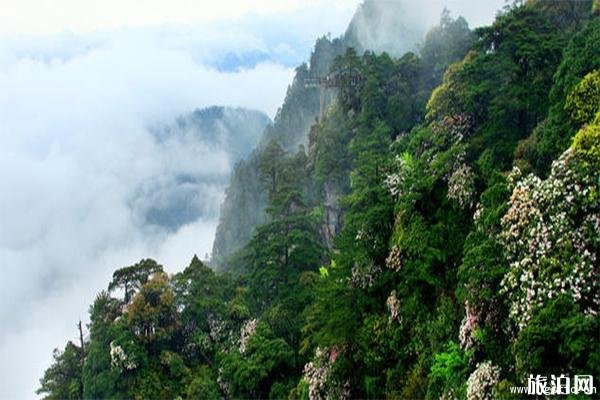 2023井岡山杜鵑山景區(qū)介紹 - 門(mén)票價(jià)格 - 游玩攻略